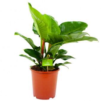 philodendron imperial green-groene kamerplanten-potmaat 14cm-hoogte 45cm-biezen-label