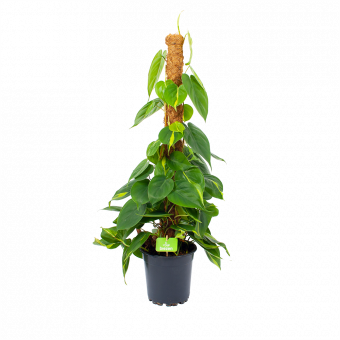 Philodendron Scandens Brasil op mosstok - p17 h75 - Groene kamerplanten - biezen voor