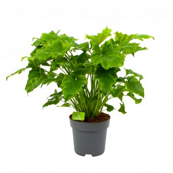 Philodendron Selloum ''Little Hope'' - p21 h75 - Groene kamerplanten - biezen voor