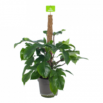 Philodendron Squamiferum Piramide op mosstok - p24 h70 - Groene kamerplanten - biezen voor
