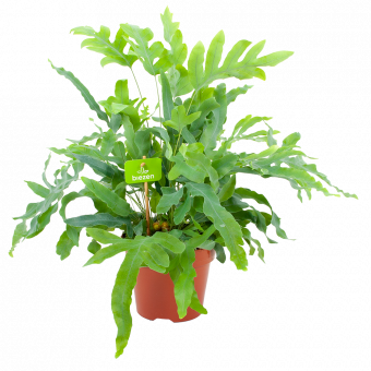 phlebodium areum blue star-blauwvaren-groene kamerplanten-potmaat 17cm-hoogte 50cm-biezen-label