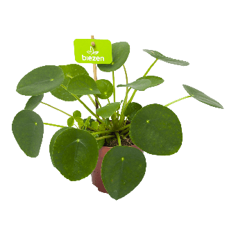 Pilea Peperomioides - Pannenkoekenplant - p10,5 h15 - Groene kamerplanten, Cactussen en vetplanten - biezen voor
