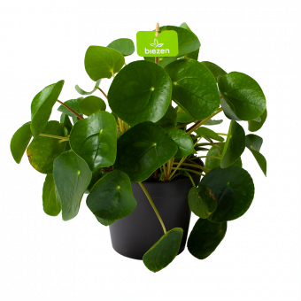 Pilea Peperomioides - Pannenkoekenplant - p17 h35 - Groene kamerplanten
