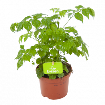 Rademachera Sinica - p12 h25 - Groene Kamerplanten - biezen voor