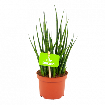 sansevieria fernwoord mikado-vrouwentong-groene kamerplanten-potmaat 10cm-hoogte 30cm-biezen-label