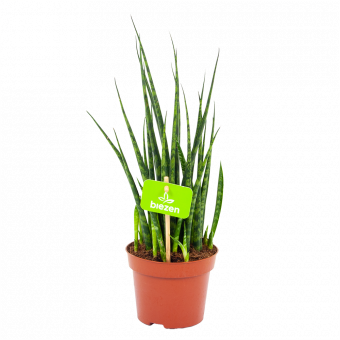 sansevieria fernwoord mikado-vrouwentong-groene kamerplanten-potmaat 12cm-hoogte 40cm-biezen-label
