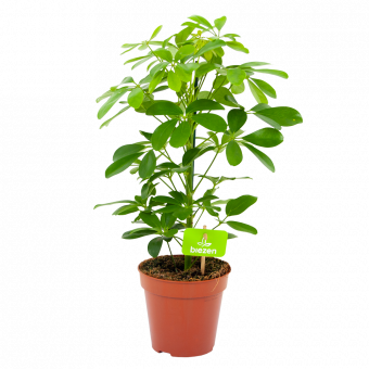 schefflera arboricola nora-vingerboom-groene kamerplanten-potmaat 13cm-hoogte 40cm-biezen-label