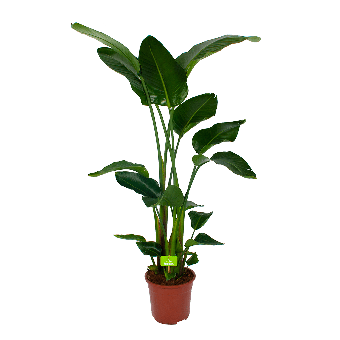 Strelitzia Nicolai - Paradijsvogelpant - p27 h180 - Groene kamerplanten - biezen voor
