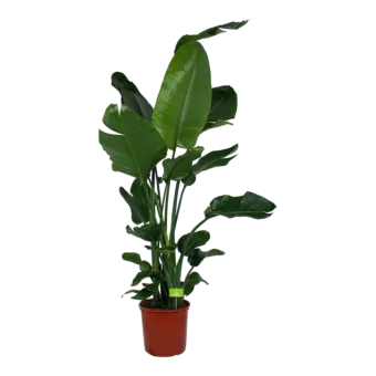 Strelitzia Nicolai - Paradijsvogelpant - p34 h210 - Kamerplant - Groene kamerplanten - biezen voor