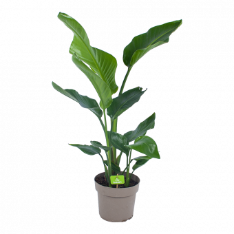 Strelitzia Nicolai - Paradijsvogelplant - p17 h60 - Groene kamerplanten - biezen voor