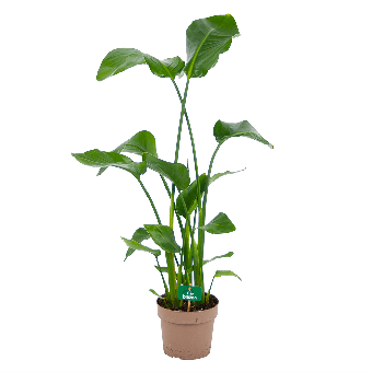 Strelitzia Nicolai - Paradijsvogelplant - p21 h120 - Kamerplant - Groene kamerplanten - biezen voor