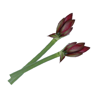 Amaryllis - Snijbloemen - 4 bloemen per steel
