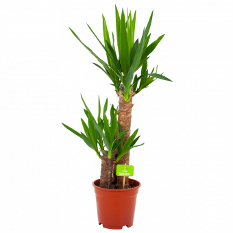 yucca-palmlelie-groene kamerplanten-potmaat 17cm-hoogte 70cm-biezen-label
