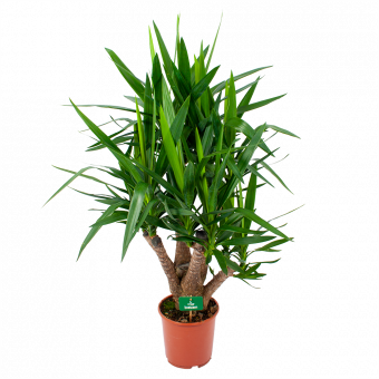 Yucca - Vertakt - Palmlelie - p24 h100 - Groene kamerplanten - biezen voor