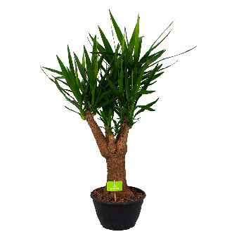 Yucca - Vertakt - Palmlelie - p30 h100 - Kamerplant - Groene kamerplanten - biezen voor
