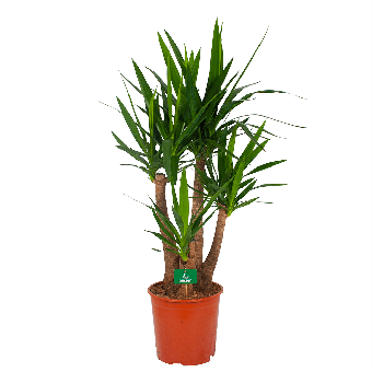 Yucca - Vertakt - Palmlelie - p30 h130 - Kamerplant - Groene kamerplanten - biezen voor