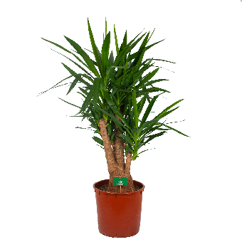 Yucca - Vertakt - Palmlelie - p34 h140 - Kamerplant - Groene kamerplanten - biezen voor