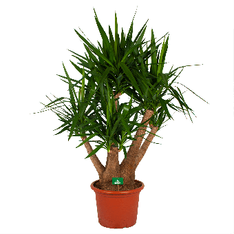 Yucca - Vertakt - Palmlelie - p45 h170 - Kamerplant - Groene kamerplanten - biezen voor