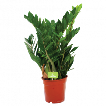 Zamioculcas zamiifolia - Emerald palm - p17 h60 - Groene kamerplanten - biezen voor