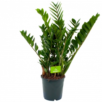 zamioculcas zamiifolia-emerald palm-groene kamerplanten-potmaat 21cm-hoogte 80cm-biezen-label