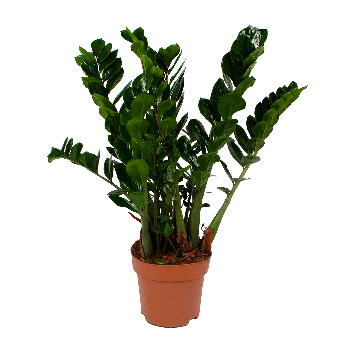 Zamioculcas zamiifolia - Emerald palm - p27 h100 - Kamerplant - Groene kamerplanten - biezen voor