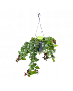 Aeschynanthus Monalisa - Lipstickplant - in Hangpot - p17 h40 - Hangende kamerplanten - biezen voor