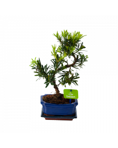Bonsai Podocarpus Chinensis - p16 h30 - Groene kamerplanten - biezen voor