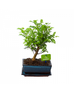 Bonsai Zanthoxylum Piperitum - Peperboom - p20 h30 - Groene kamerplanten - biezen voor