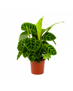 Calathea Zebrina - Livingplant - p14 h50 - Groene kamerplanten - biezen voor