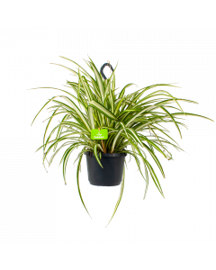 Chlorophytum Comosum Variegatum - Graslelie - in Hangpot - p17 h35 - Hangende kamerplanten - biezen voor