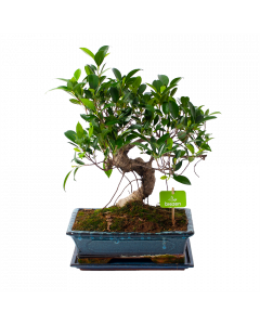 Ficus Retusa Taiwan - Bonsai - p29 h50 - Groene kamerplanten - biezen voor
