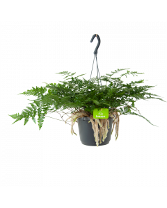 Humata Tyermannii - in Hangpot - p17 h30 - Hangende kamerplanten - biezen voor