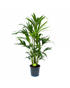 Kentiapalm - Howea Forsteriana - p21 h120 - Groene kamerplanten - biezen voor