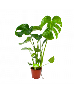 Monstera Deliciosa - Gatenplant - p14 h45 - Groene kamerplanten - biezen voor