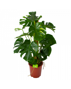 Monstera Deliciosa op mosstok - Gatenplant - p27 h120 - Groene kamerplanten - biezen voor