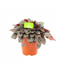 Peperomia Sunrise - p15 h25 - Cactussen en vetplanten - biezen voor