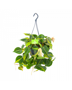 Philodendron Scandens Brasil - in Hangpot - p14 h35 - Hangende kamerplanten - biezen voor