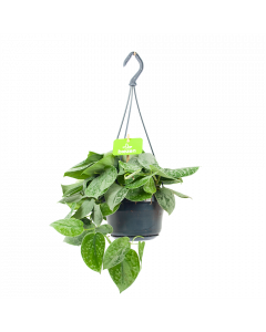 Scindapsus Pictus Silvery Ann - Epipremnum - in Hangpot - p15 h30 - Hangende kamerplanten - biezen voor
