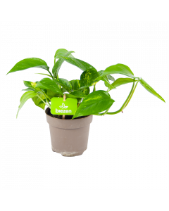 Scindapsus Pinnatum Aureum - Epipremnum - p12 h25 - Groene kamerplanten, Hangende kamerplanten - biezen voor