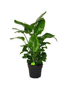 Strelitzia Nicolai - Paradijsvogelpant - p38 h160 - Groene kamerplanten - biezen voor