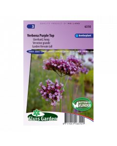 Verbena Purple Top (IJzerhard) - Sluis Garden - Zaden