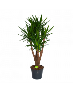 Yucca - Vertakt - Palmlelie - p35 h150 - Groene kamerplanten - biezen voor