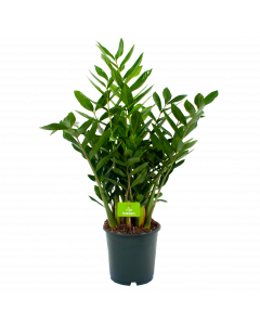 zamioculcas zamiifolia-emerald palm-groene kamerplanten-potmaat 24cm-hoogte 90cm-biezen-label