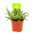 Aloe Spider - p11 h15 - cactussen en vetplanten - biezen voor