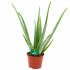 aloë vera barbadensis-cactussen-vetplanten-potmaat 14cm-hoogte 50cm-biezen-label