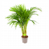 Areca - Goudpalm - p17 h90 - Groene kamerplanten - biezen voor