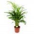 Areca - Goudpalm - p21 h100 - Groene kamerplanten - biezen voor