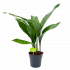 Aspidistra Elatior - Kwartjesplant - p15 h60 - Groene kamerplanten - biezen voor