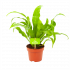 Asplenium Antiquum - Nestvaren - p12 h35 - Groene kamerplanten - biezen voor