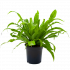 asplenium antiquum-nestvaren-groene kamerplanten-potmaat 17cm-hoogte 40cm-biezen-label